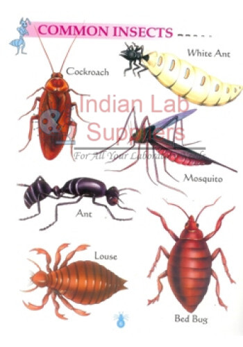 Harmful Insects Chart